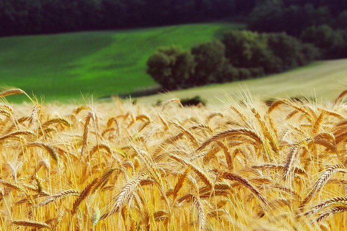 Kornfeld - Symbolbild Nachhaltige Landwirtschaft